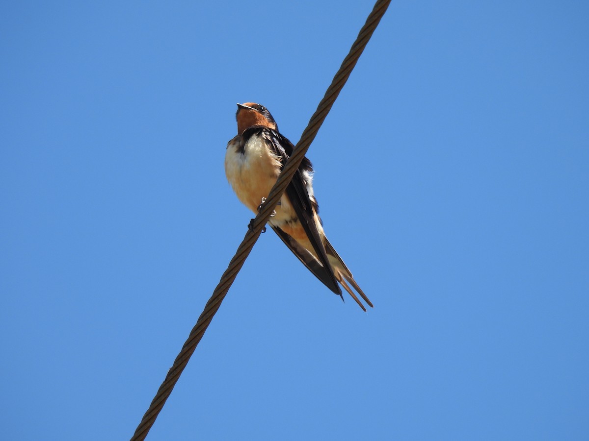 Ластівка сільська - ML640244168