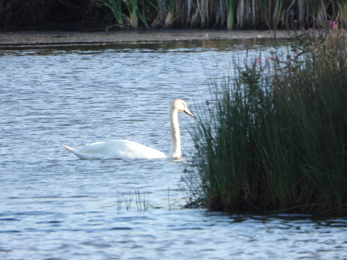 Höckerschwan - ML640244234