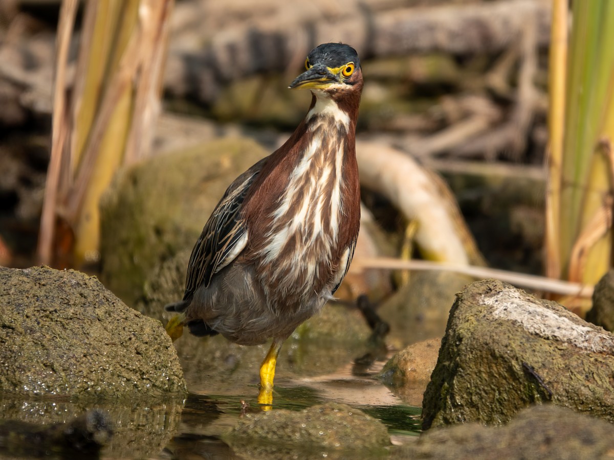 Green Heron - ML640244295