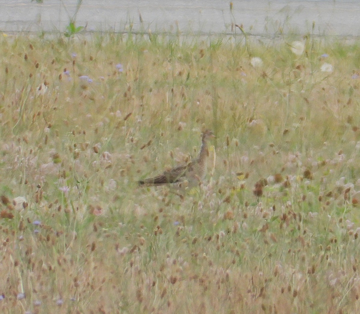 Upland Sandpiper - ML640244300