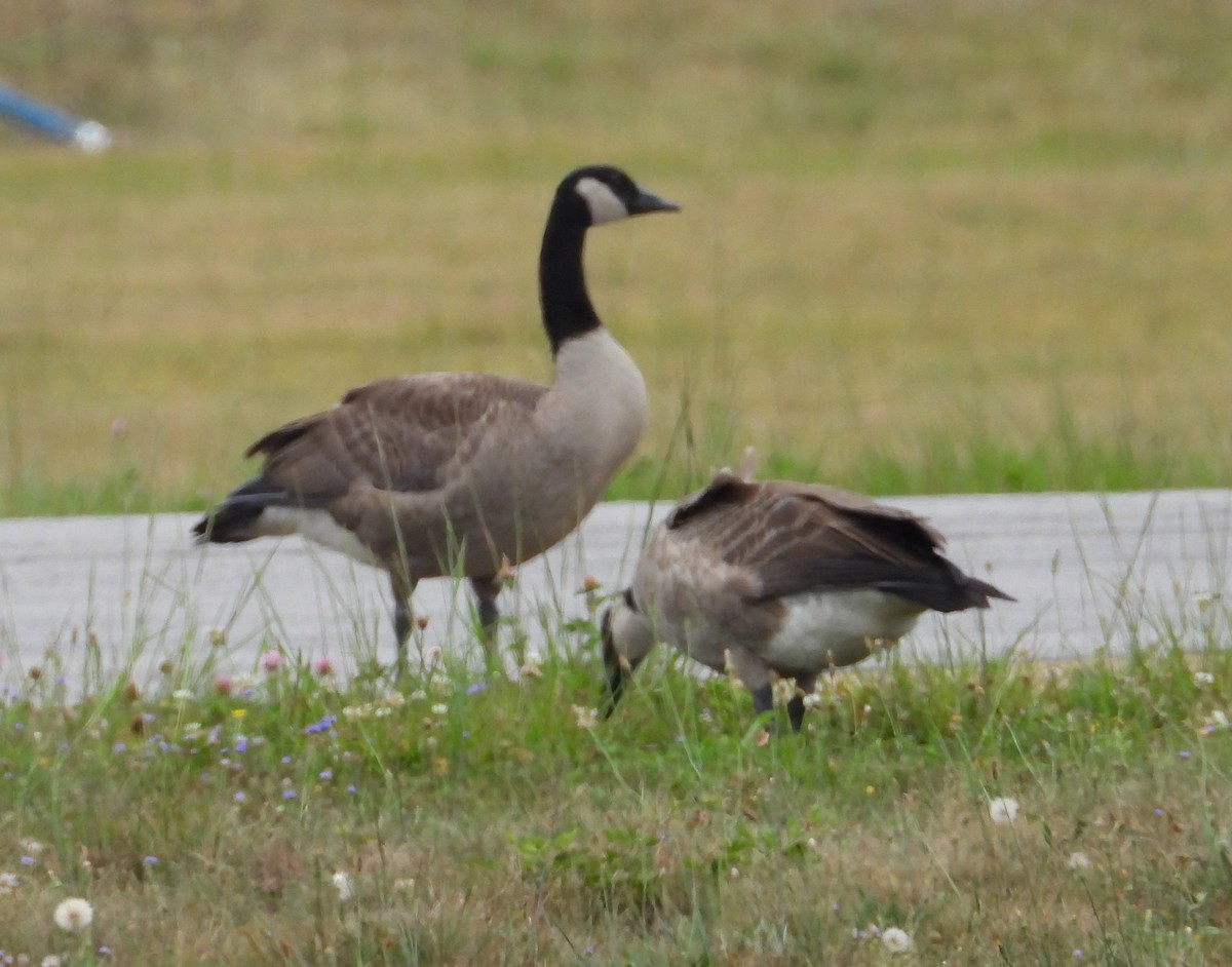 Canada Goose - ML640244350
