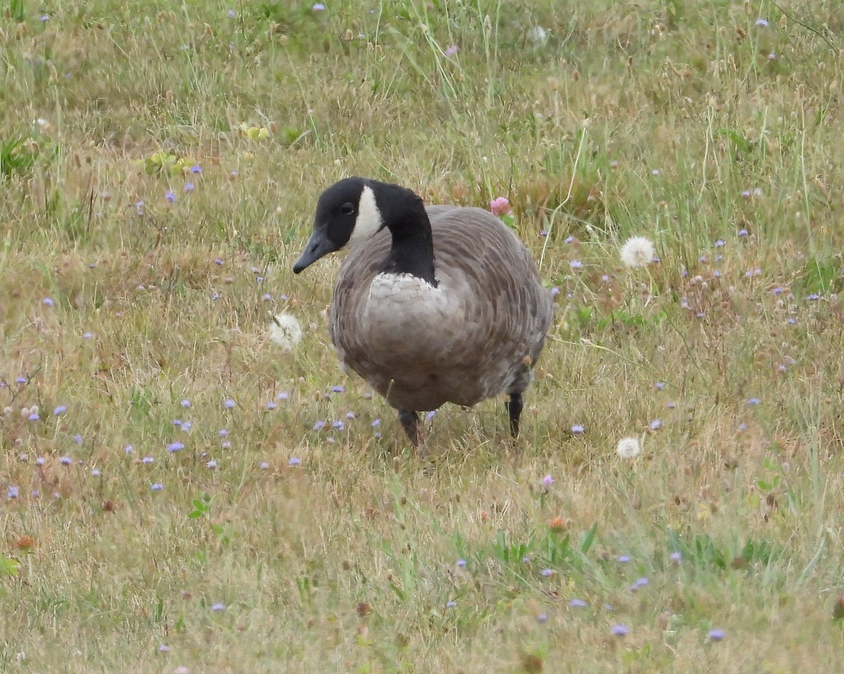Canada Goose - ML640244351