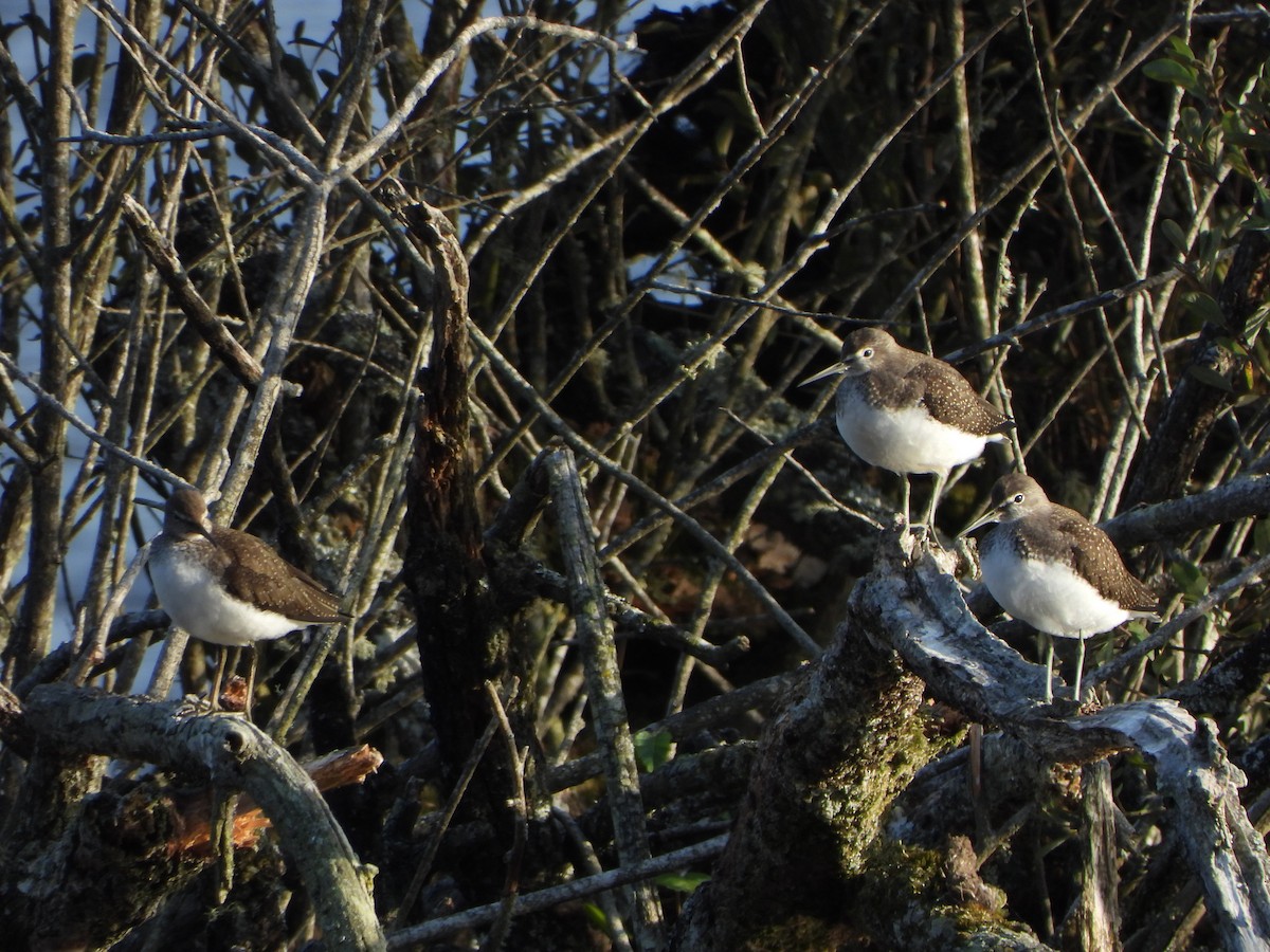 Waldwasserläufer - ML640244360
