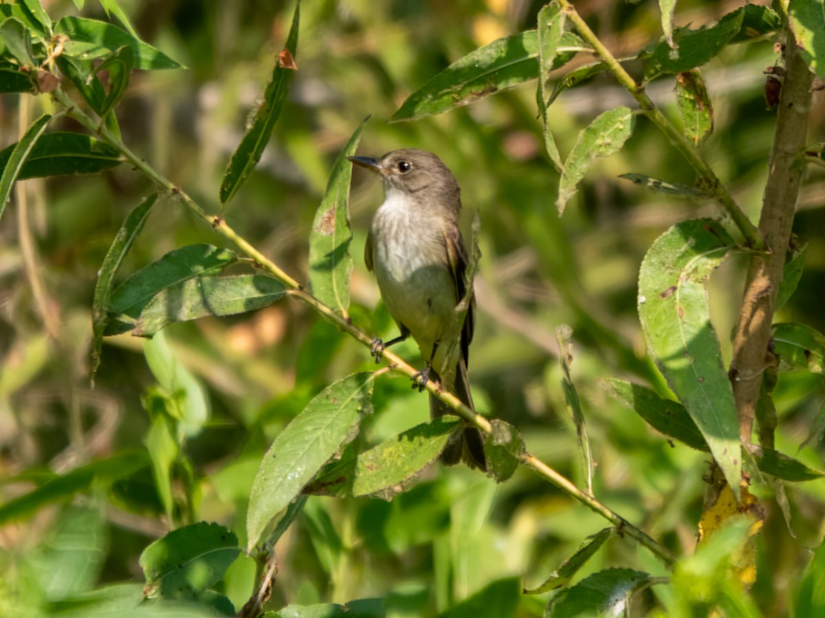 Willow Flycatcher - ML640244374