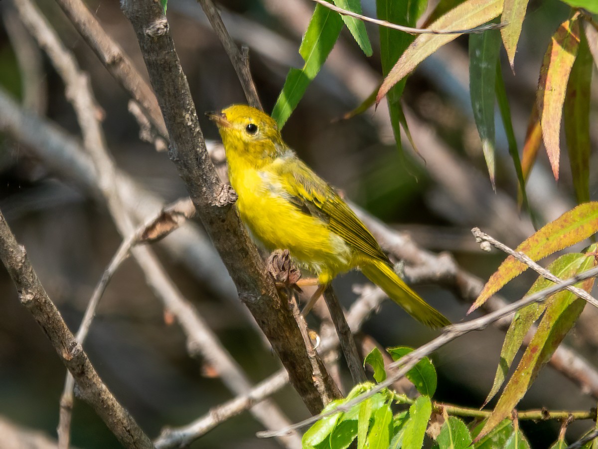 Northern Yellow Warbler - ML640244384