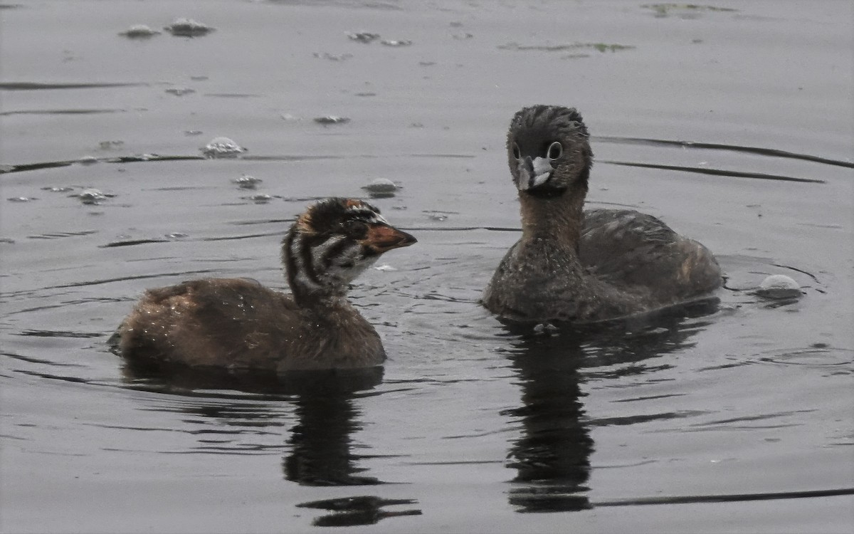 Pied-billed Grebe - ML640244426