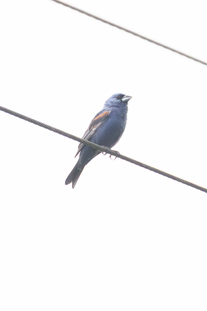 Blue Grosbeak - ML640244429