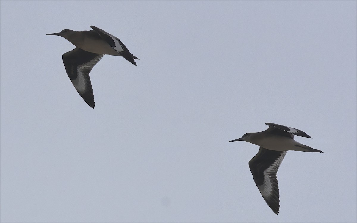 Willet - ML640244440
