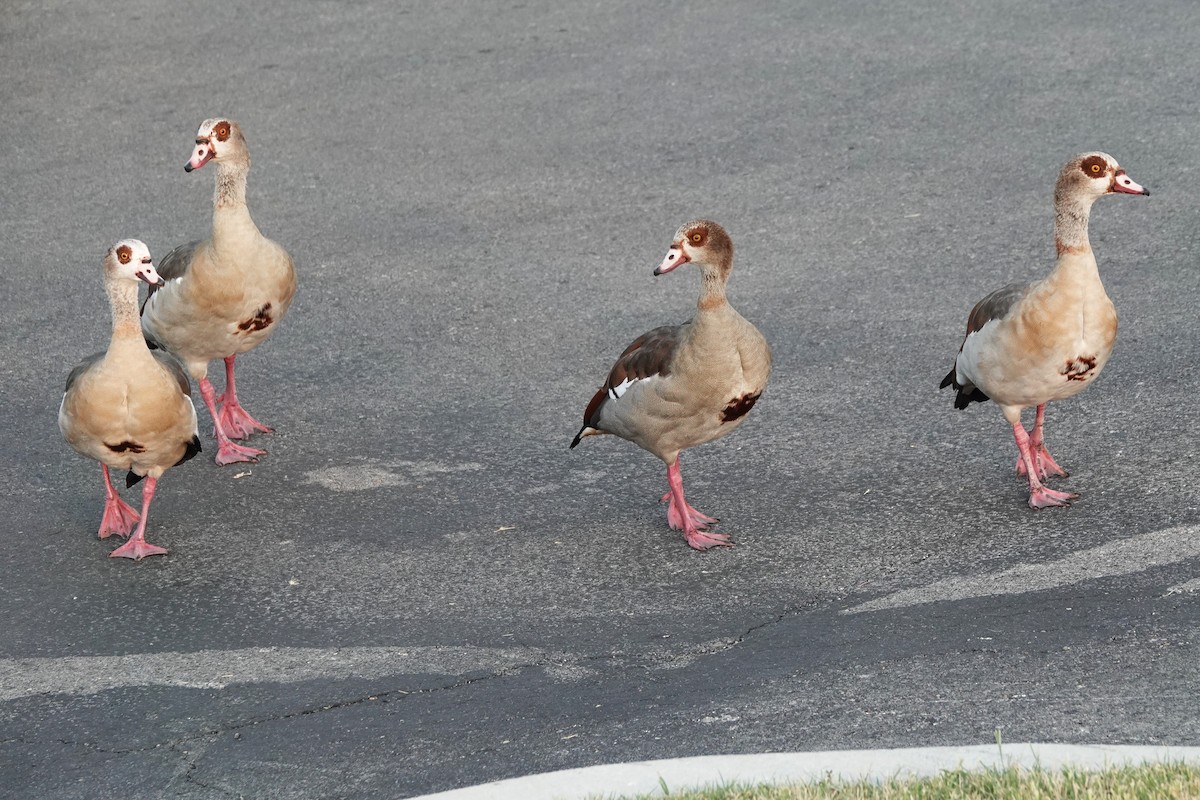 Egyptian Goose - ML640244470