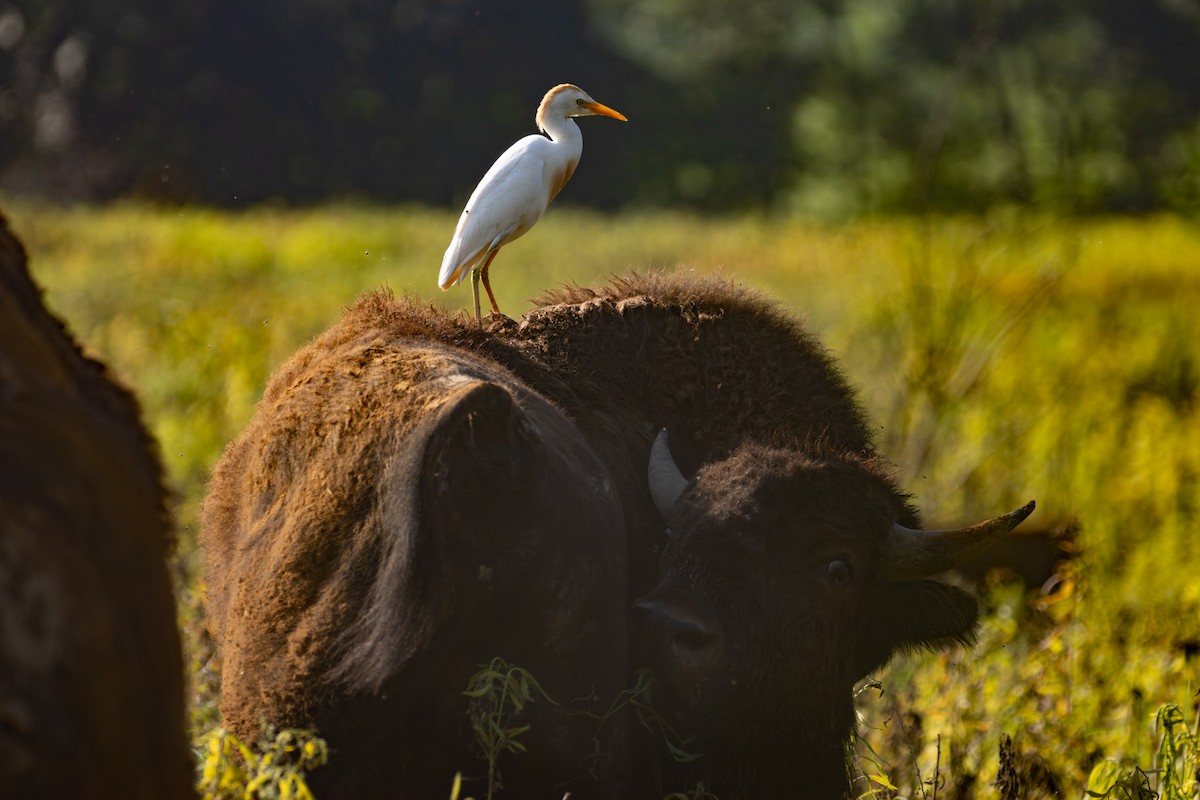 Western Cattle-Egret - ML640244471