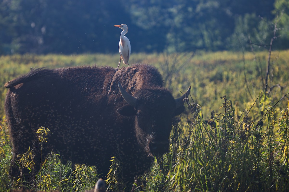 Western Cattle-Egret - ML640244472