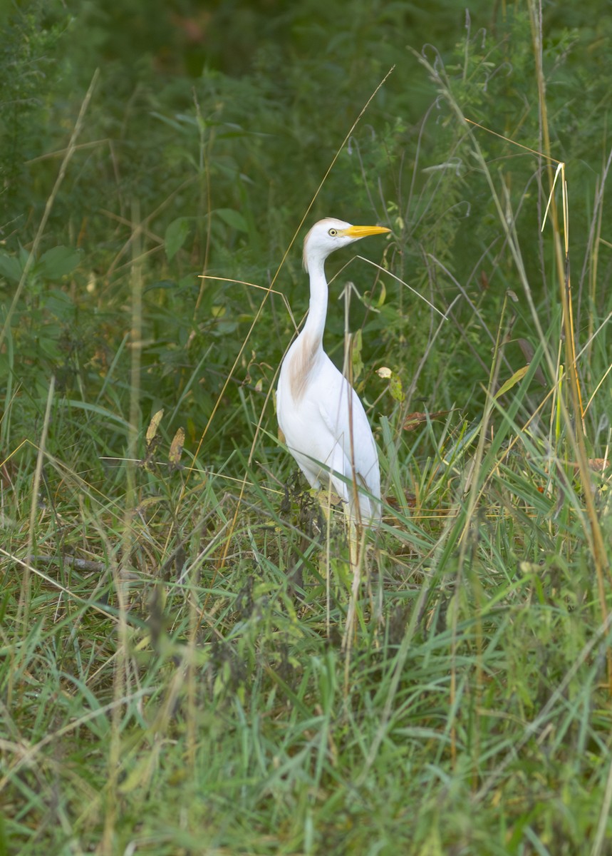 Western Cattle-Egret - ML640244473
