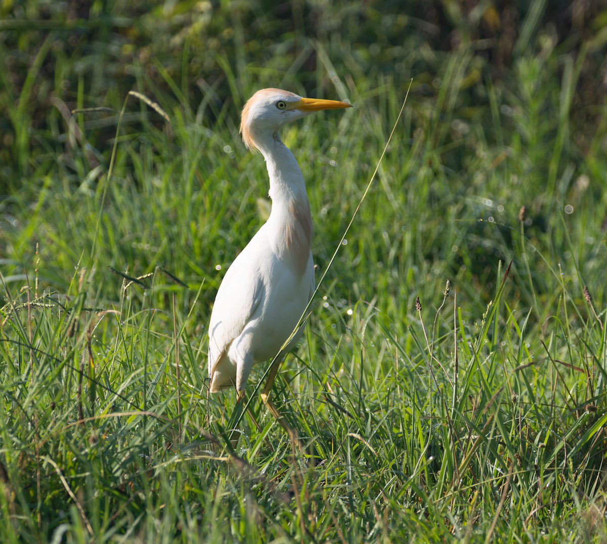 Western Cattle-Egret - ML640244474