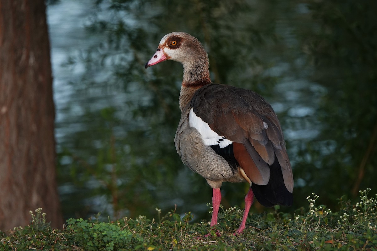 Egyptian Goose - ML640244475