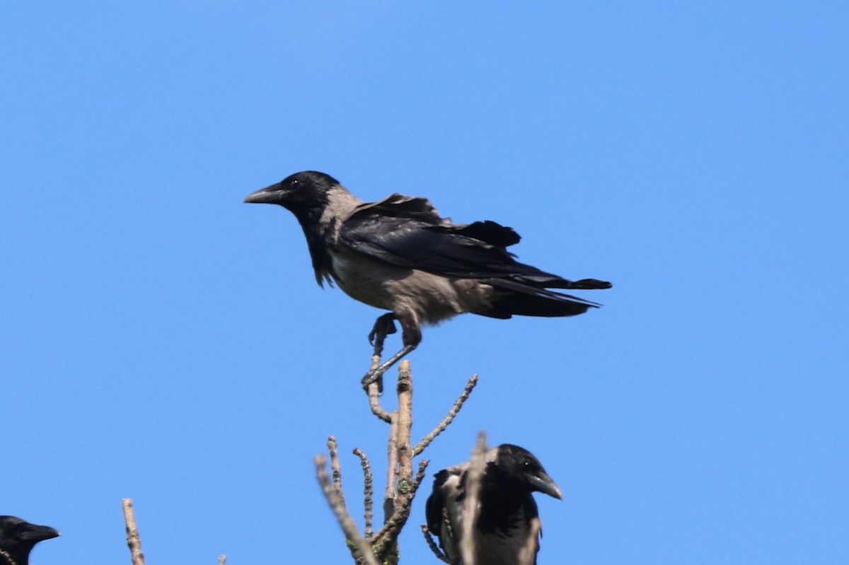 Hooded Crow - ML640244482