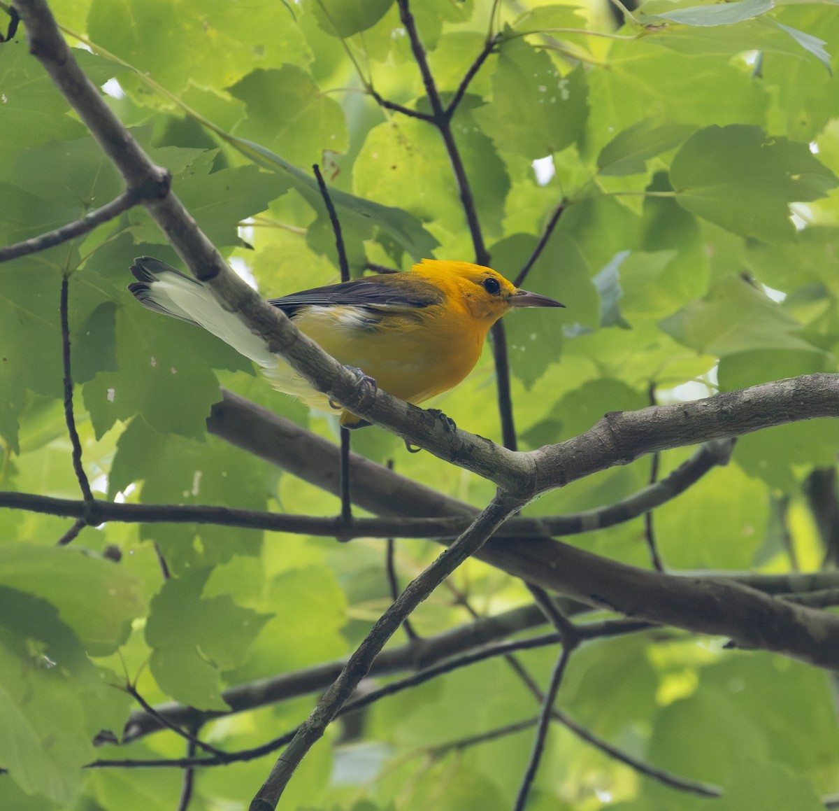 Prothonotary Warbler - ML640244500
