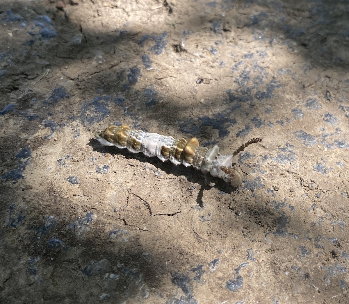 Red-spotted Purple - ML640244560