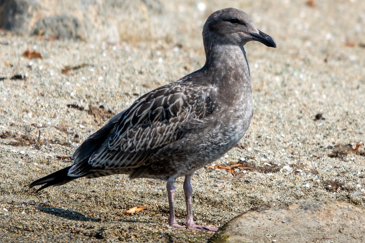 Western Gull - ML640244624