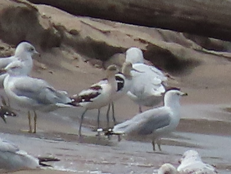 American Avocet - ML640244750