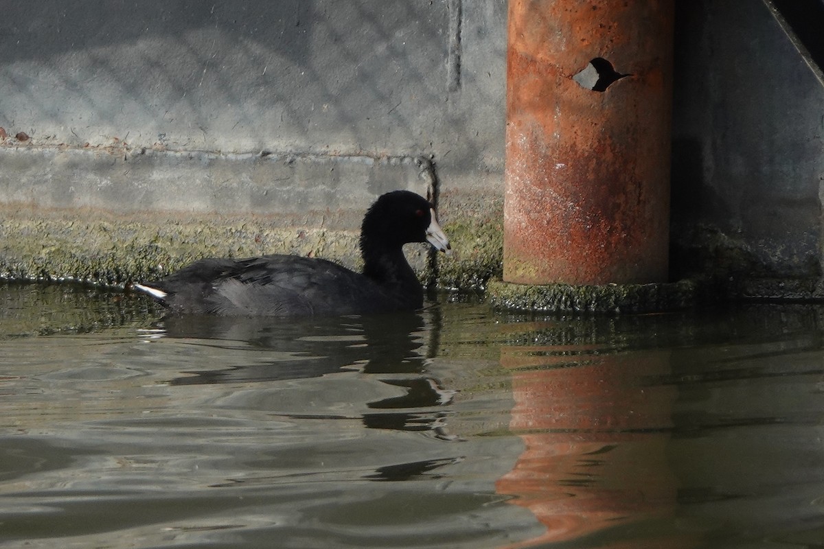 American Coot - ML640244751