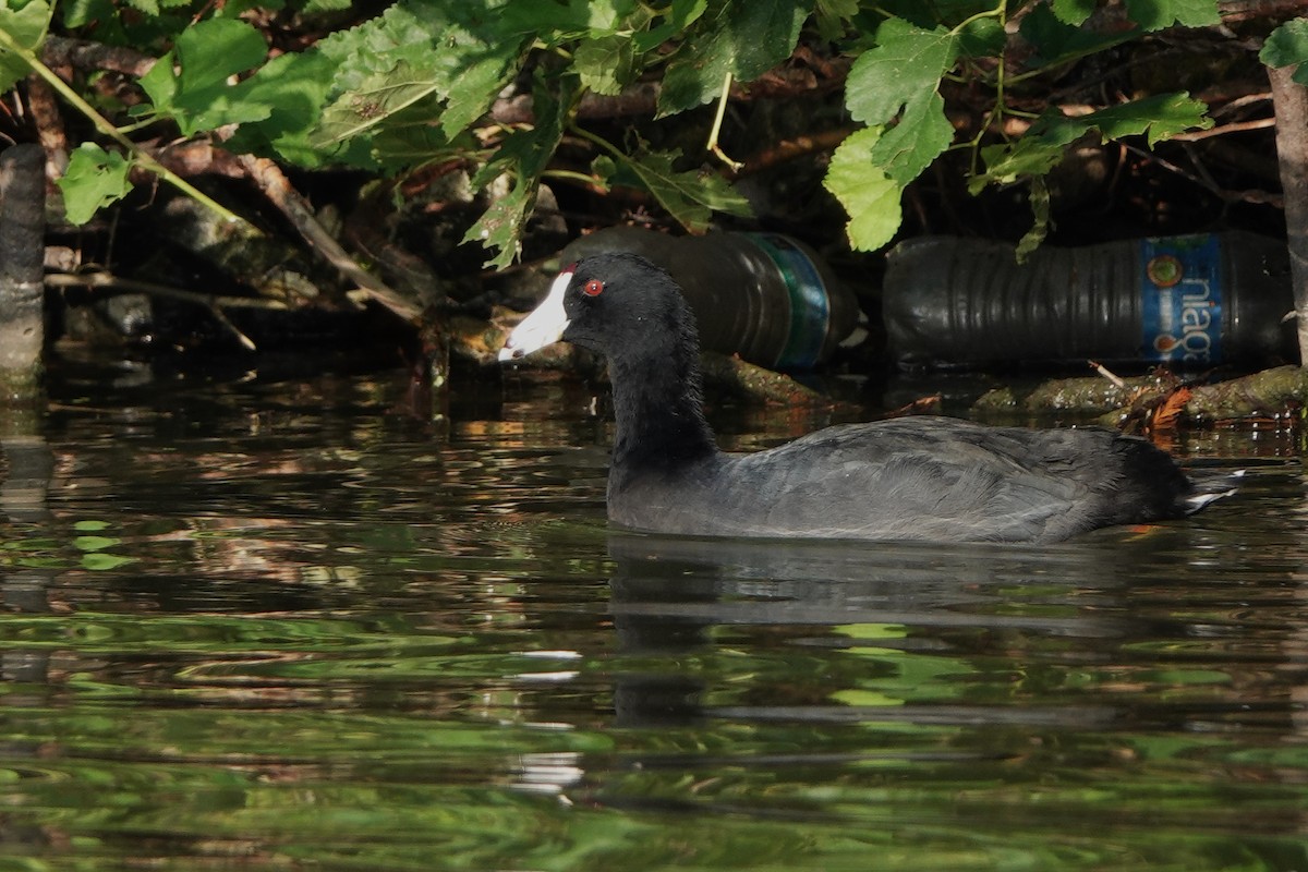 American Coot - ML640244752