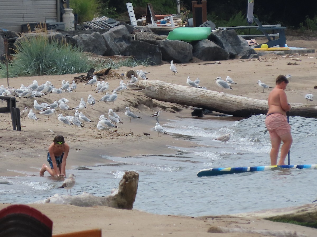 American Avocet - ML640244753