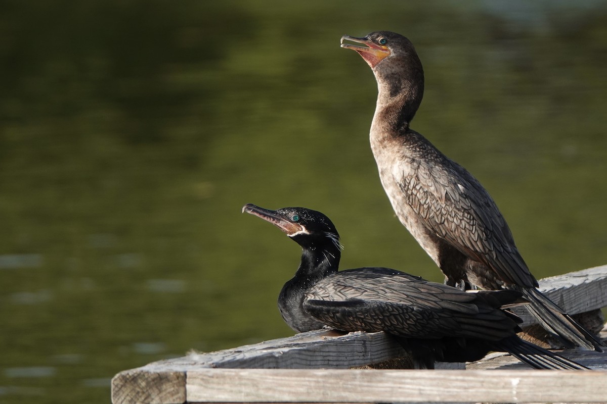 Neotropic Cormorant - ML640244760