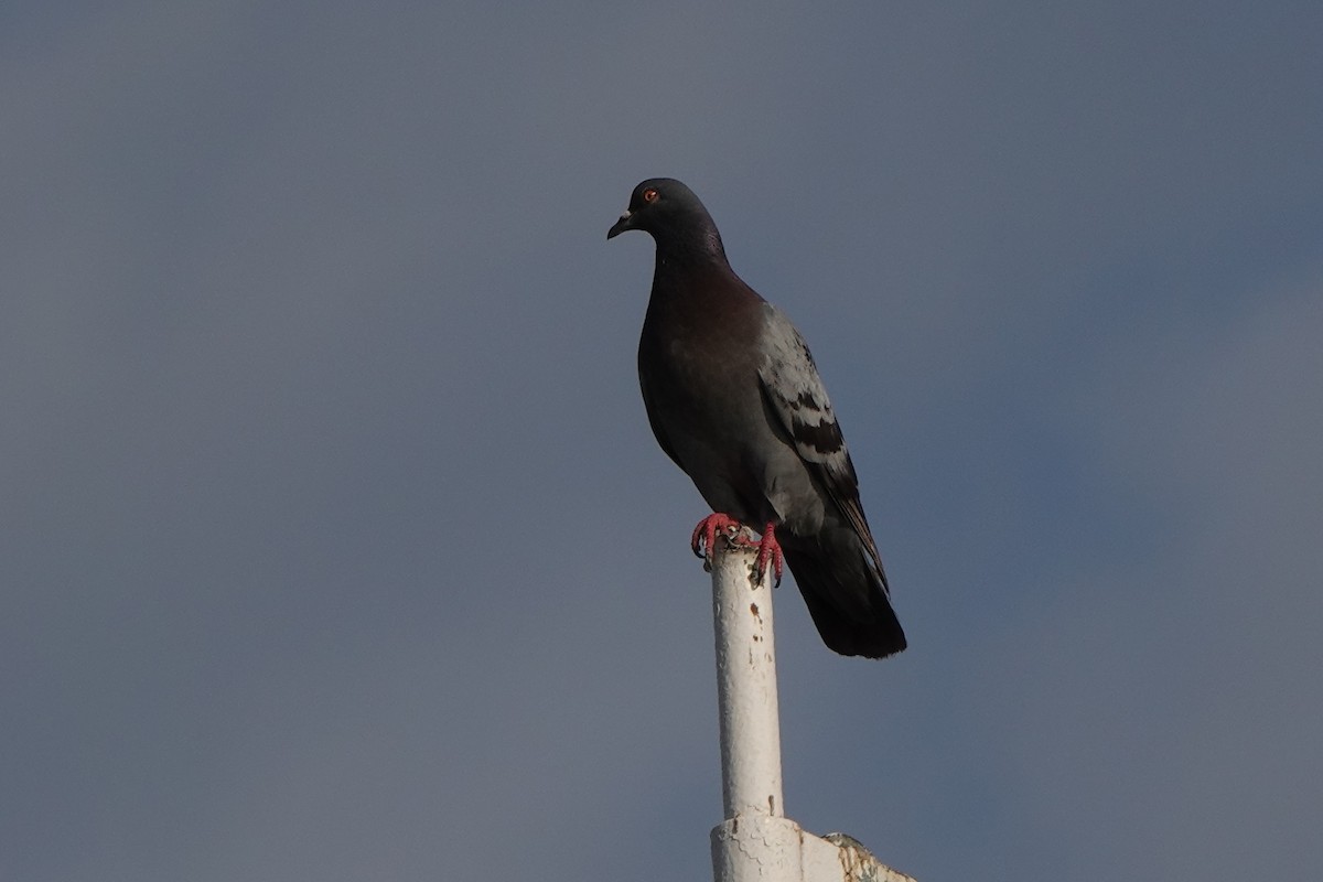 Rock Pigeon (Feral Pigeon) - ML640244766