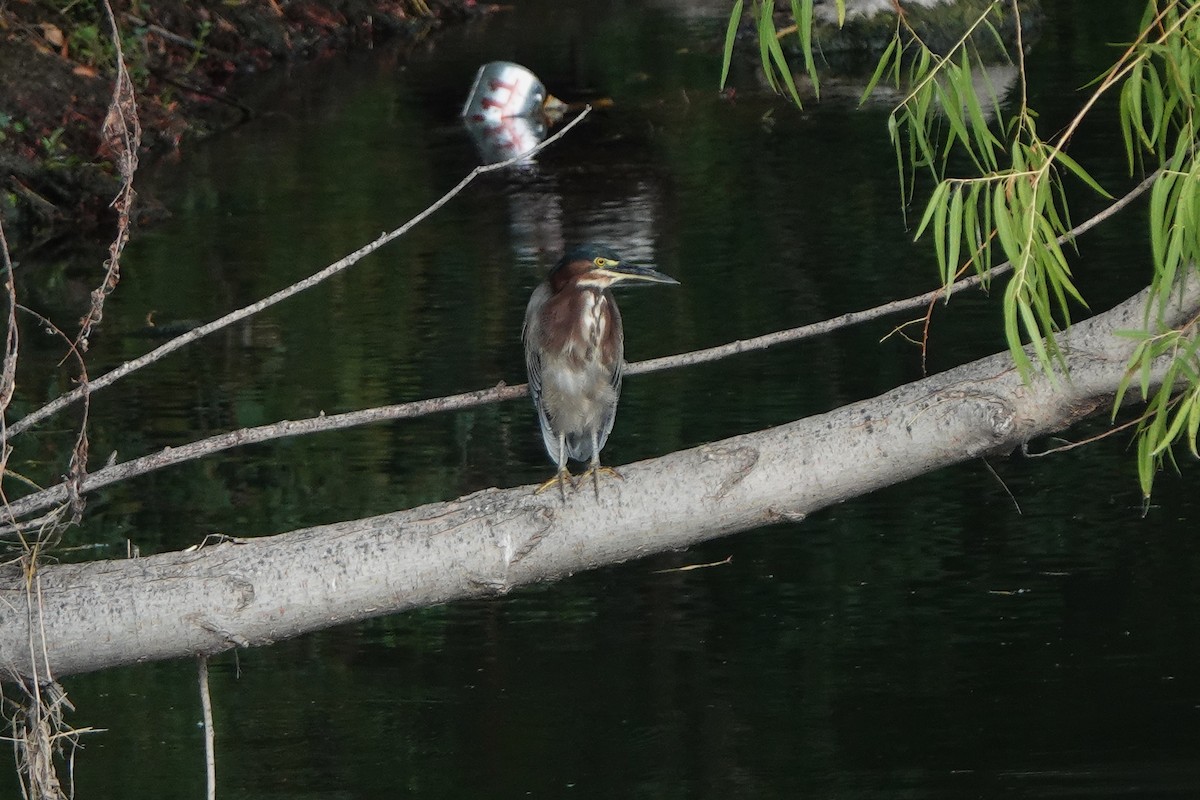 Green Heron - ML640244772