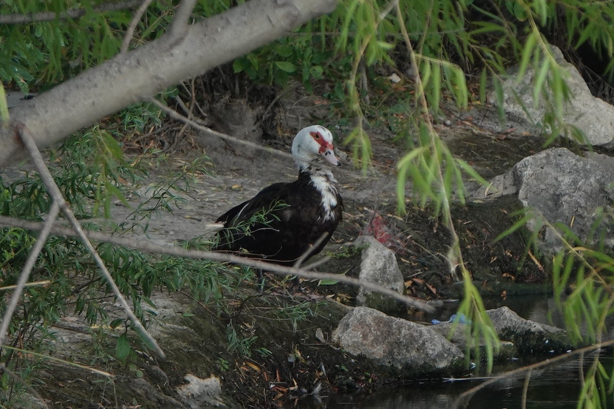Muscovy Duck (Domestic type) - ML640244783