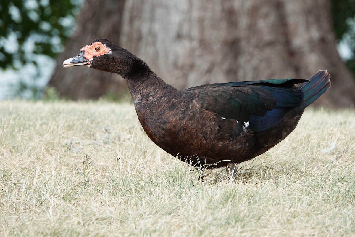 Muscovy Duck (Domestic type) - ML640244791
