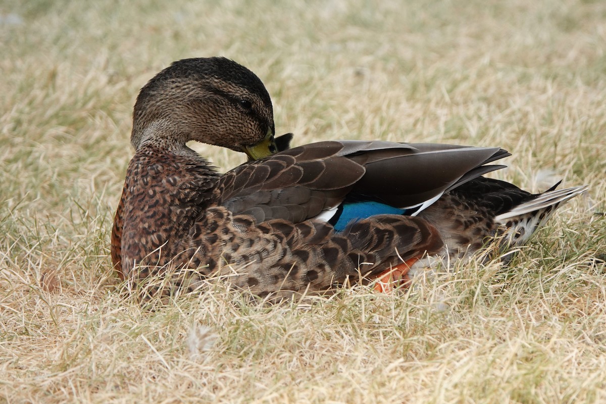 Mallard - ML640244832
