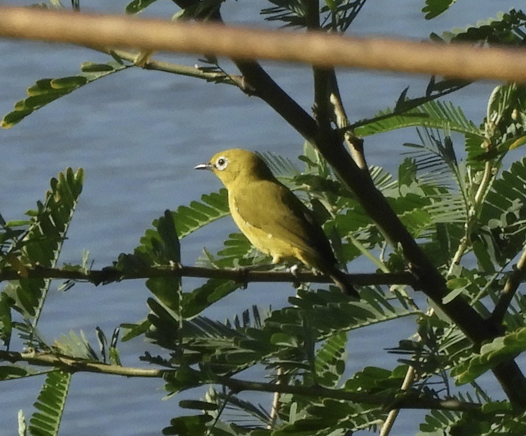 Südbrillenvogel - ML640244834