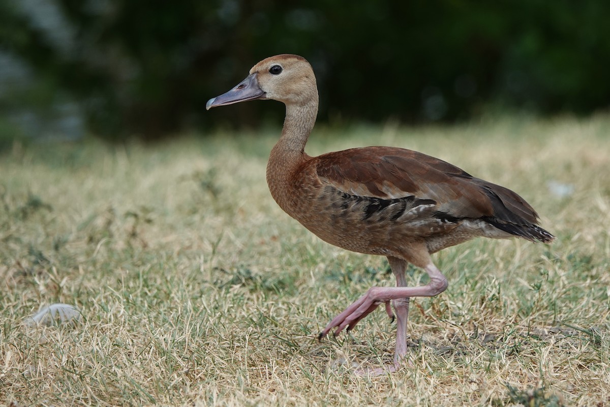 Black-bellied Whistling-Duck - ML640244842