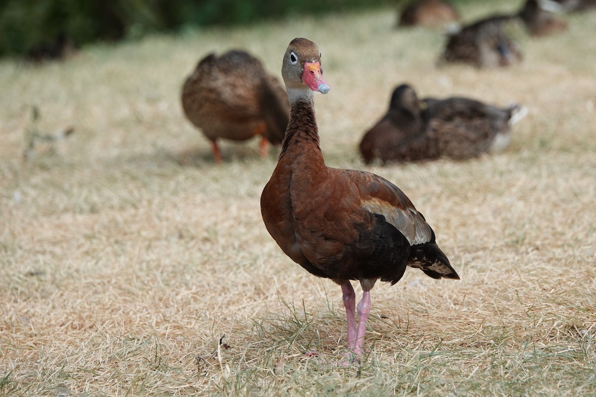 Black-bellied Whistling-Duck - ML640244843