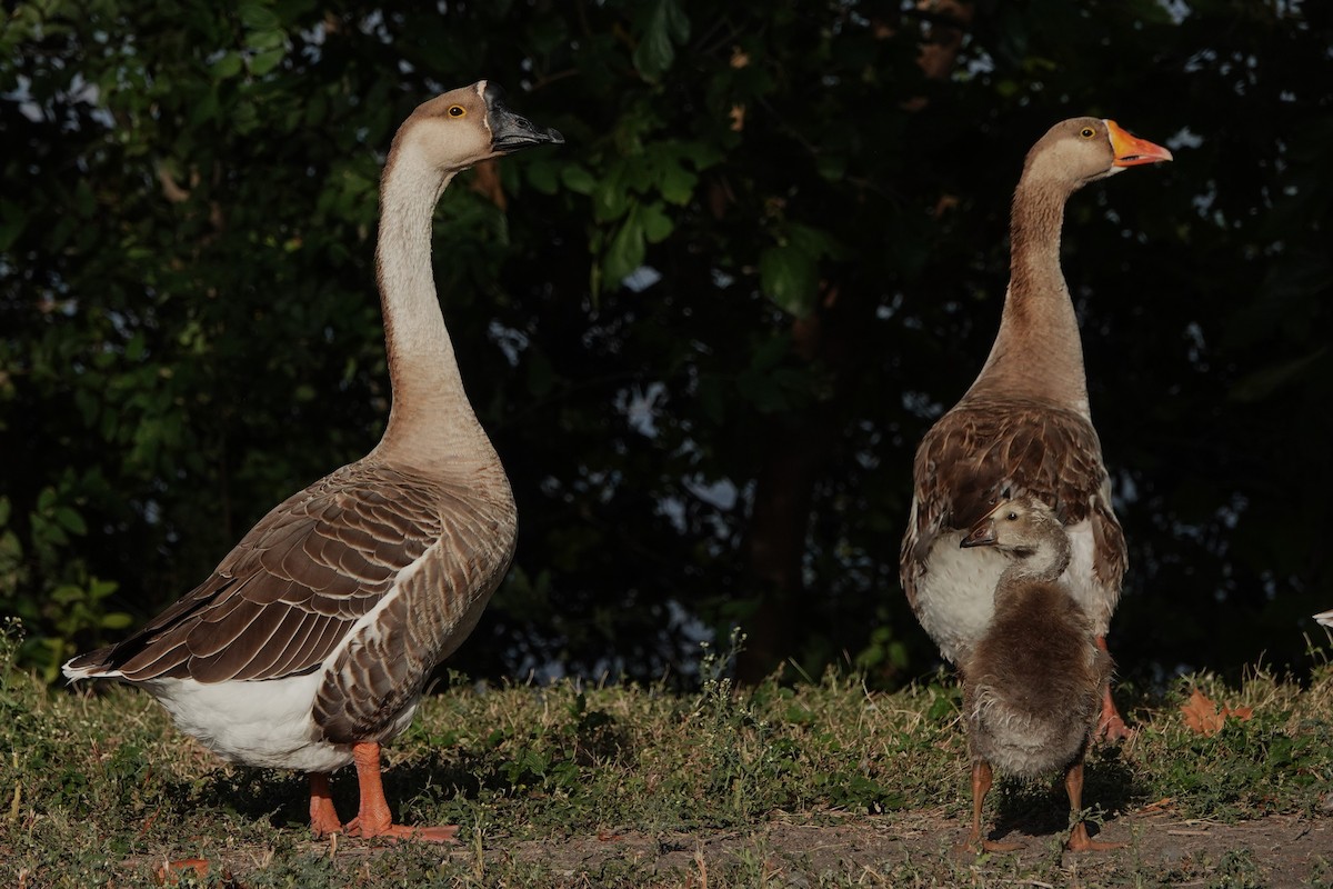 Swan Goose (Domestic type) - ML640244884