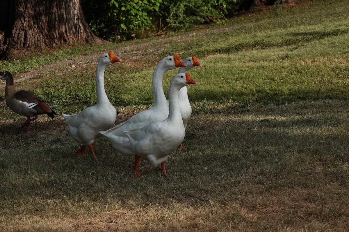 Swan Goose (Domestic type) - ML640244886