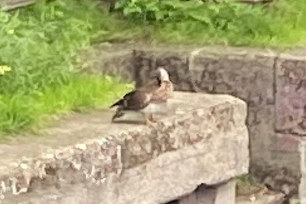 Mandarin Duck - ML640244893