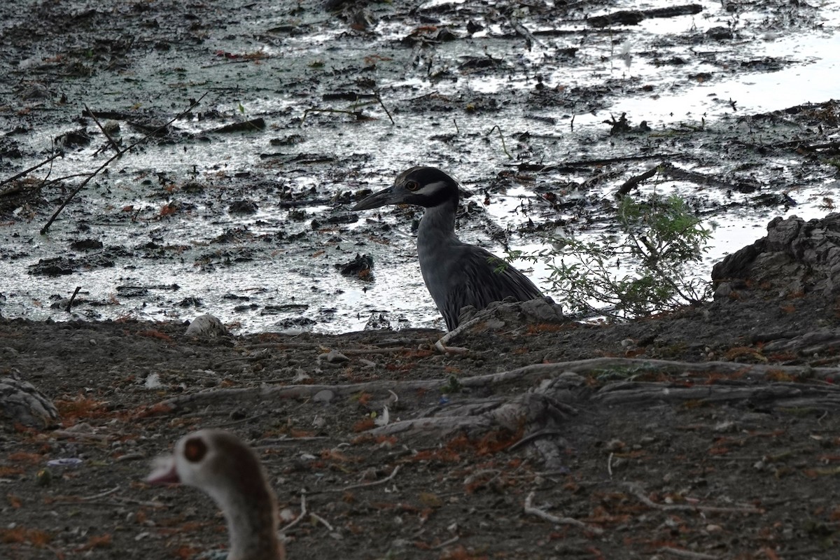 Yellow-crowned Night Heron - ML640244916
