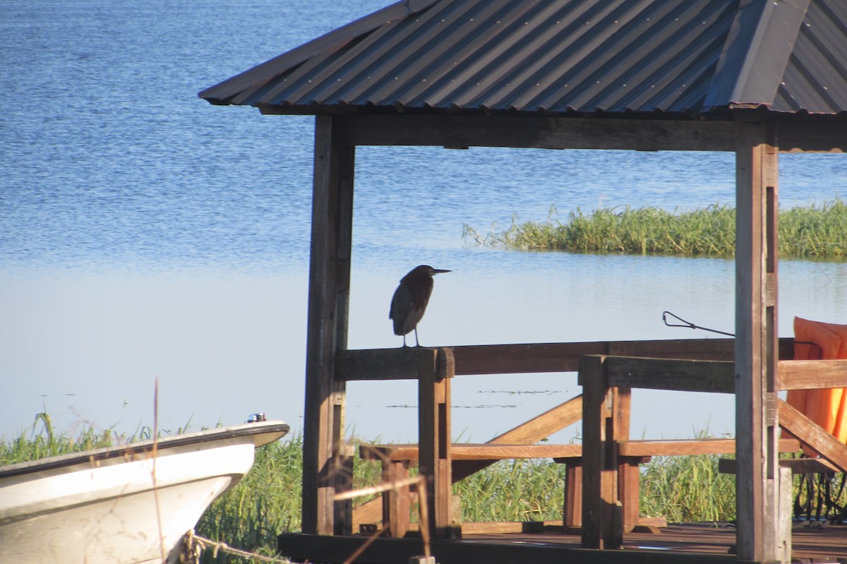 Rufescent Tiger-Heron - ML640244936