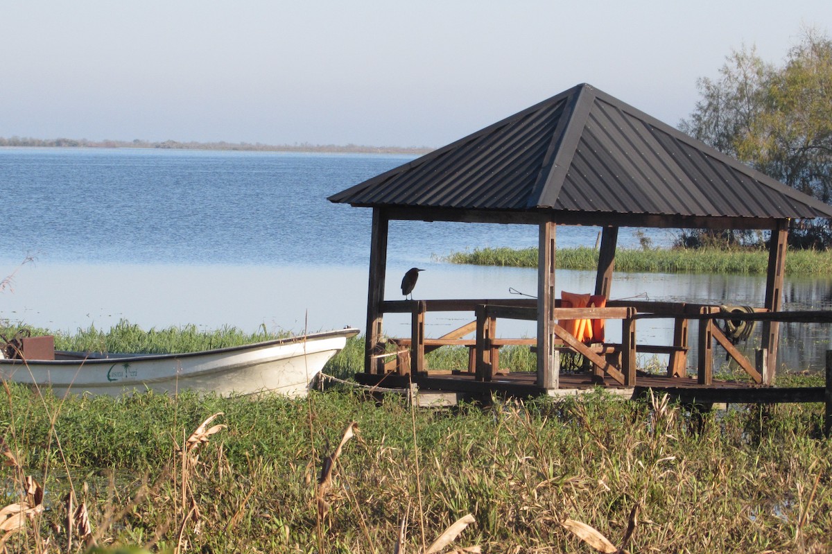 Rufescent Tiger-Heron - ML640244937