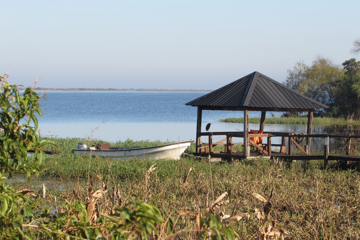 Rufescent Tiger-Heron - ML640244938