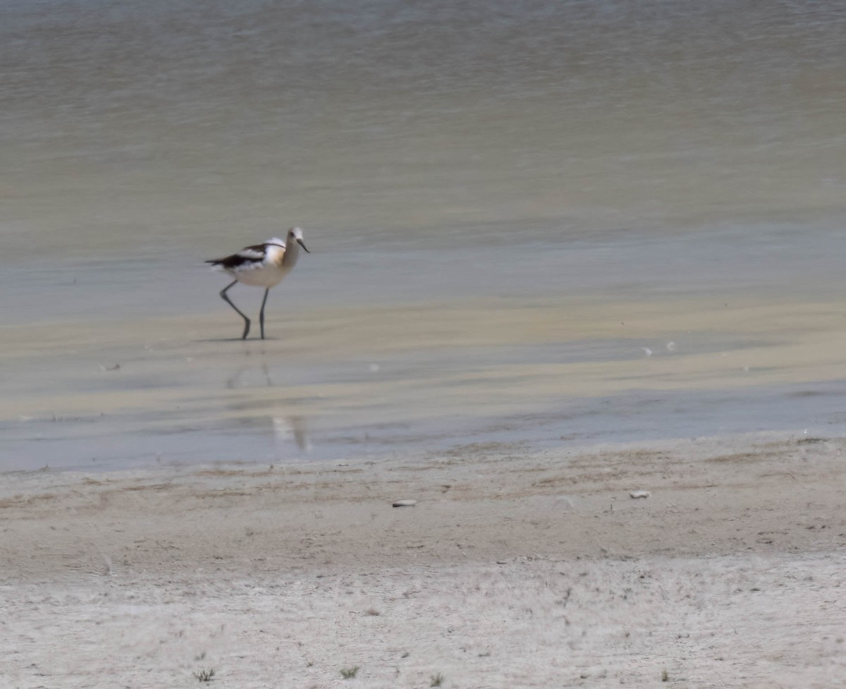American Avocet - ML640245010