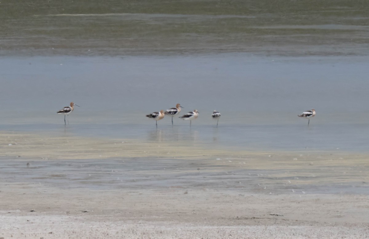 American Avocet - ML640245013