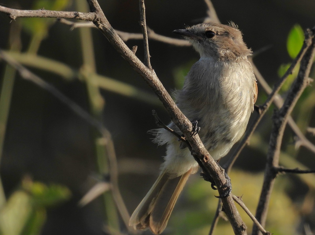 Tumbesian Tyrannulet - ML640245022