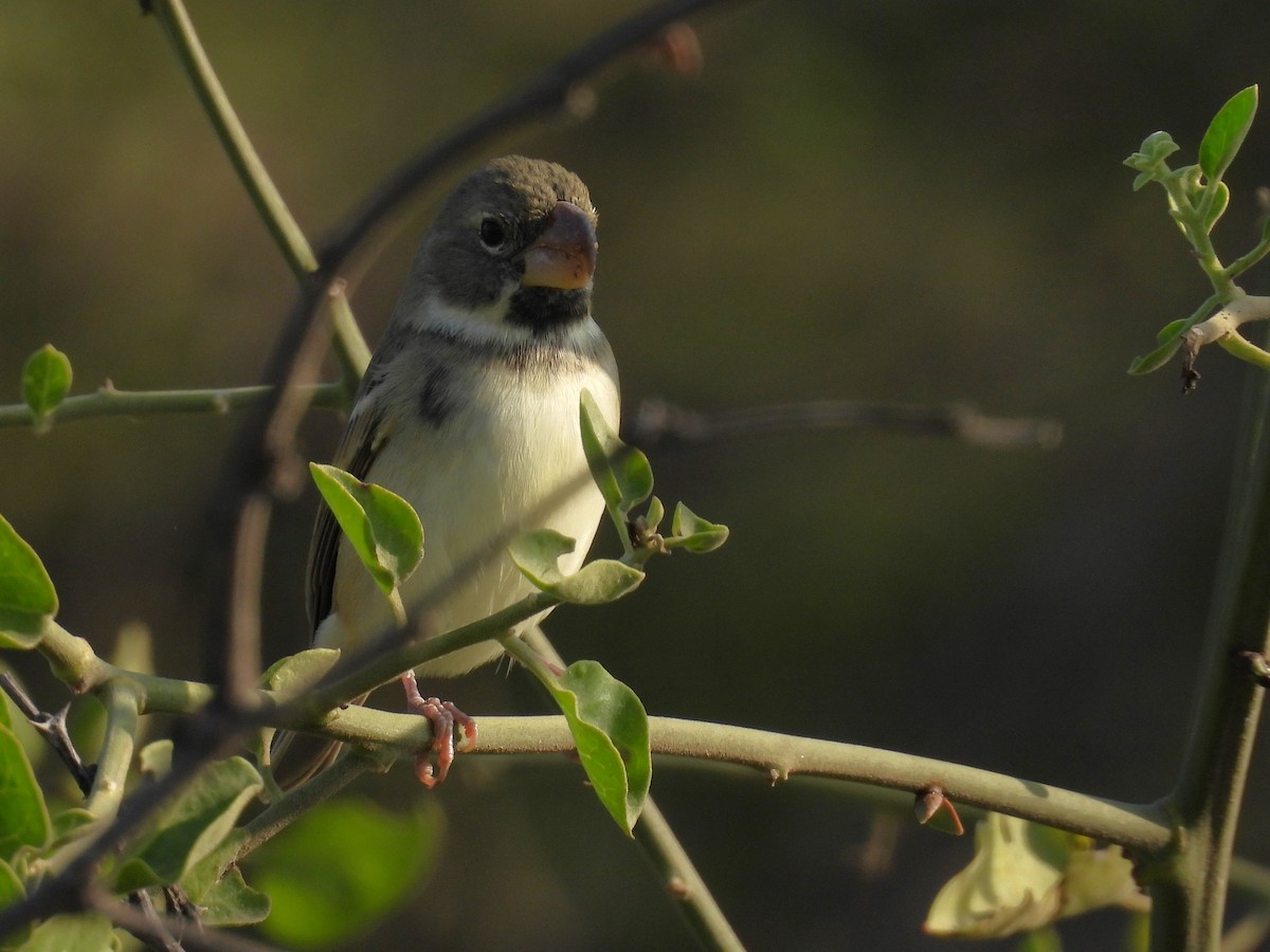 Parrot-billed Seedeater - ML640245029