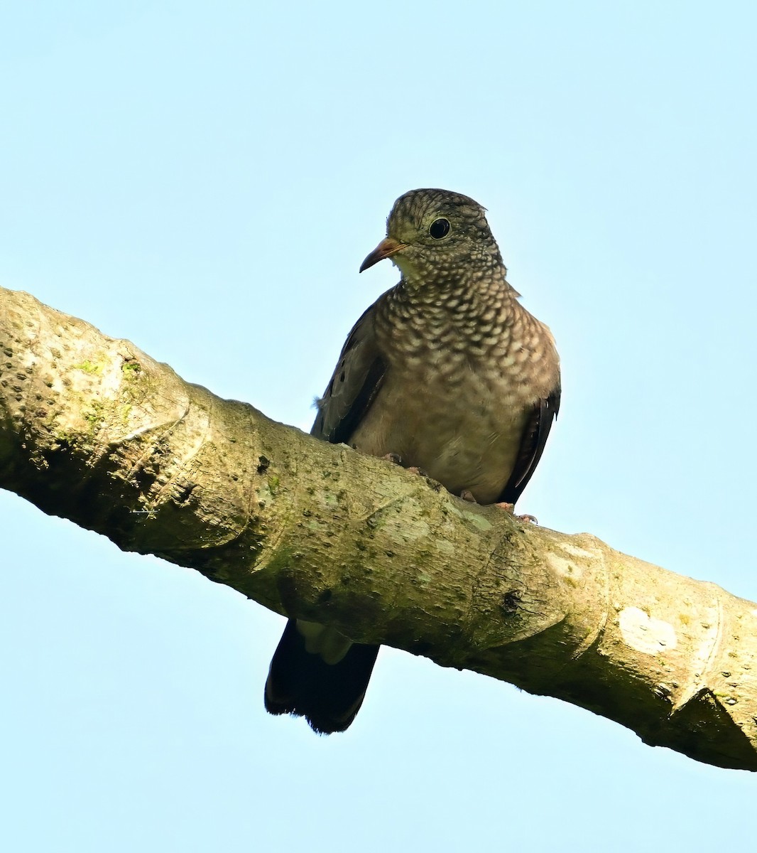Common Ground Dove - ML640245044