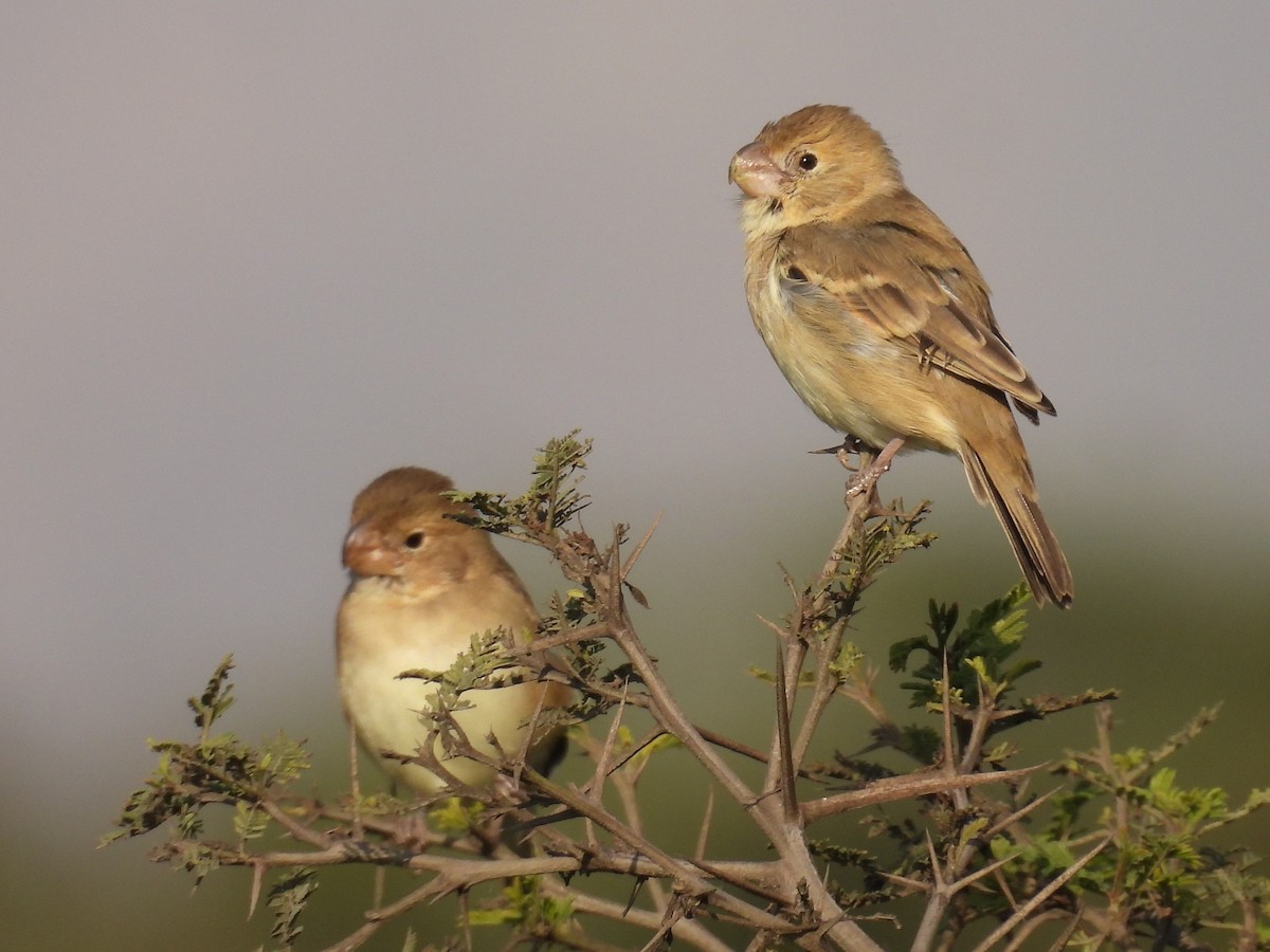 Parrot-billed Seedeater - ML640245045