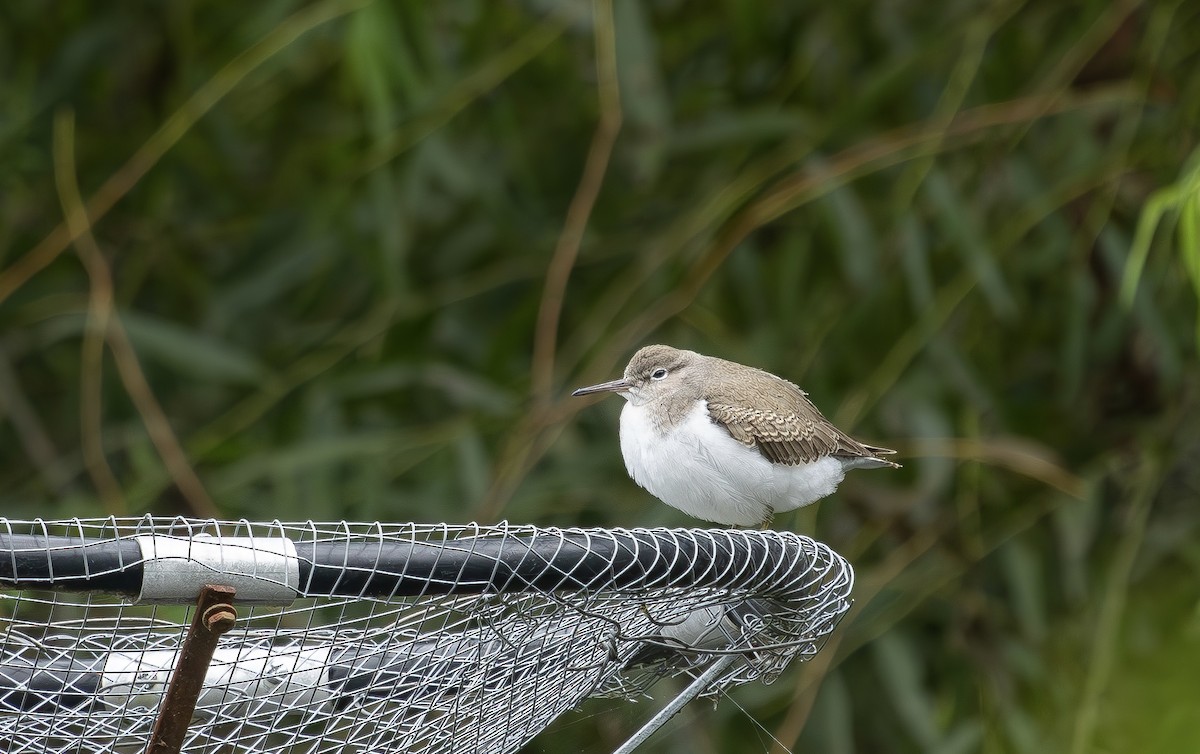 Spotted Sandpiper - ML640245062