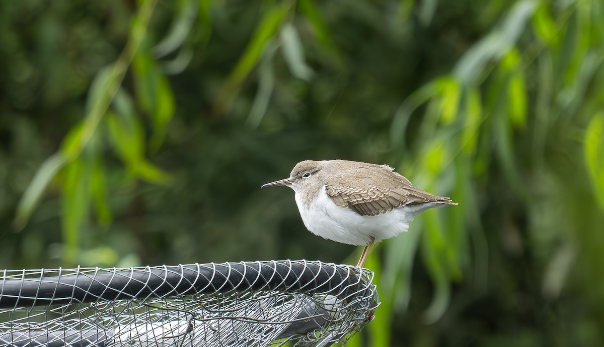 Spotted Sandpiper - ML640245063
